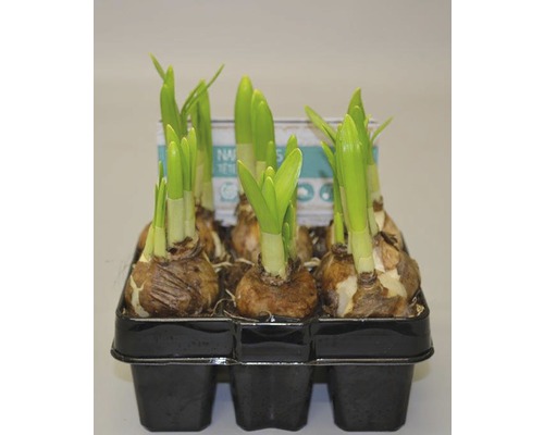 Cibuľky narcisov v pestovateľskej miske