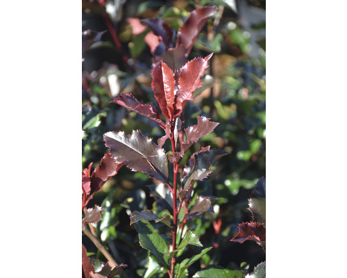 Fotínia Fraserova FloraSelf Photinia fraseri ´Magical Volcano' 50-60 cm kvetináč 6 l Detailný záber živého plota z čínskej mišpule s charakteristickými listami