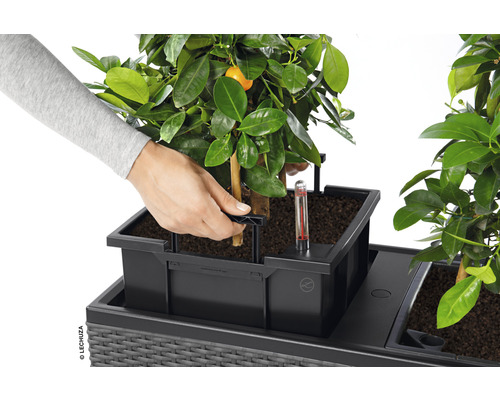 Osoba sadí rastlinu do kvetináča Lechuza so zavlažovacím systémom.