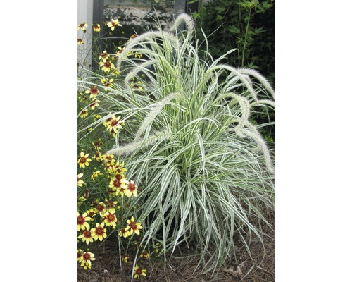 Perovec psárkovitý FloraSelf Pennisetum advena 'Skyrocket' 10-50 cm kvetináč 3 l