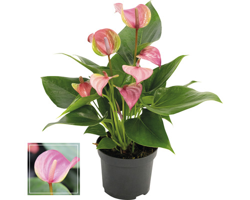 Antúria / Anthurie FloraSelf Anthurium andreanum 'Pink' 35-40 cm kvetináč Ø 12 cm Túlitka v kvetináči s ružovým kvetom