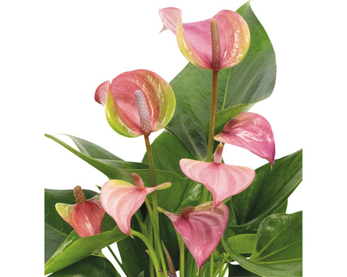 Rastlina Anthurium s ružovými kvetmi a zelenými listami.