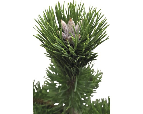 Detail vetvy s ihličím a púčikmi