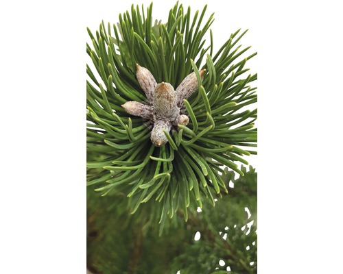 Detail borovicovej vetvy s ihličím a šiškami