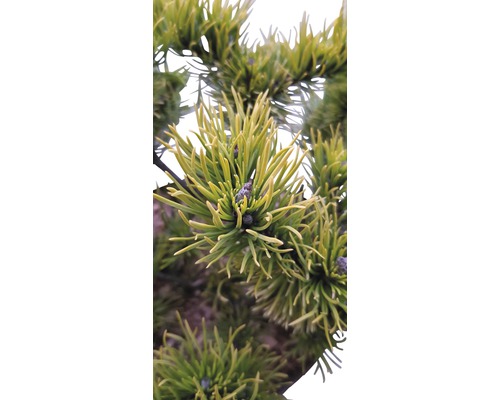 Detailný pohľad na ihličie a šišky borovice.