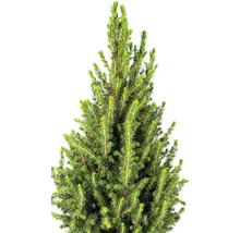 Detail zeleného smreka