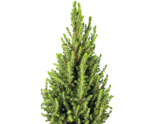 Detail zeleného smreka