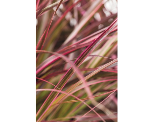 Detail okrasnej trávy s dlhými, úzkymi listami