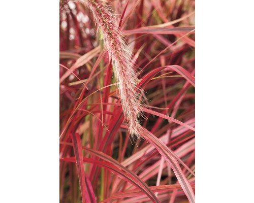 Okrasná tráva s dekoratívnymi kvetenstvami a listami