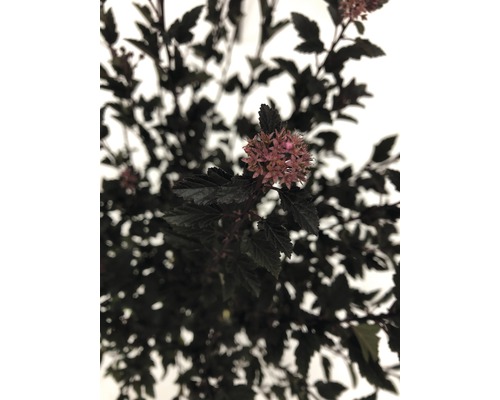 Kvetenstvo tavoľníka kalinolistého s tmavými listami