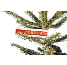 Detailný záber jedle kaukazskej s etiketou