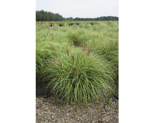 Ozdobnica čínska FloraSelf Miscanthus sinensis 'Red Chief' 20-100 cm kvetináč 6 l