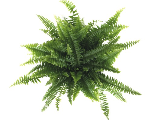 Pohľad zhora na izbovú papraď so zelenými listami