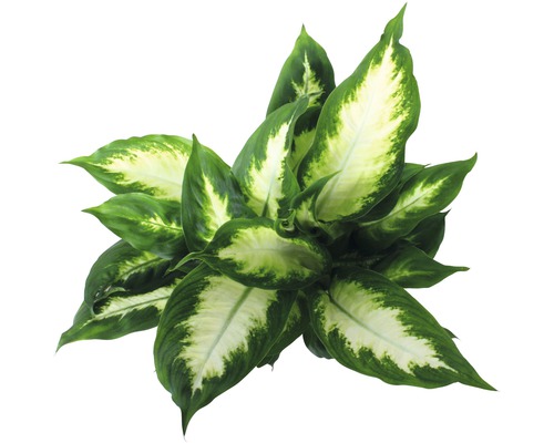 Izbová rastlina Dieffenbachia s veľkými listami