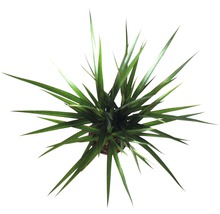 Dračinec FloraSelf Dracaena fragrans „Margináta“ 45-55 cm kvetináč Ø 11 cm