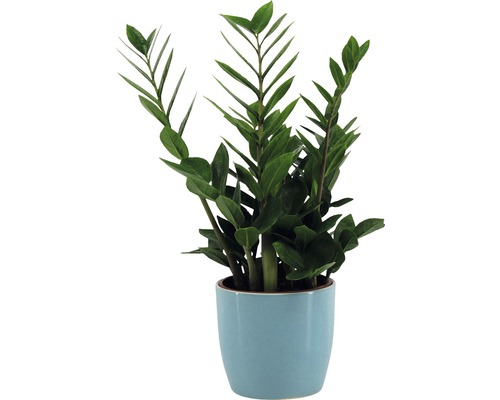 Zamioculcas izbová rastlina v kvetináči