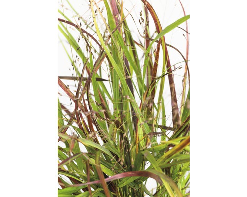 Proso prútnaté FloraSelf Panicum virgatum 'Cheyenne Sky' 10-80 cm kvetináč 3 l