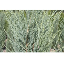 Detailný záber modrastého cyprušteka.