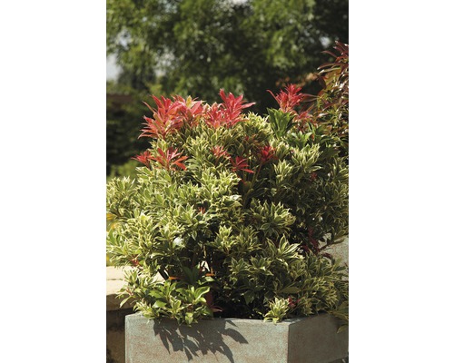 Pieris japonský FloraSelf Pieris japonica 'Carnaval' výška 40-50 cm kvetináč 6 l