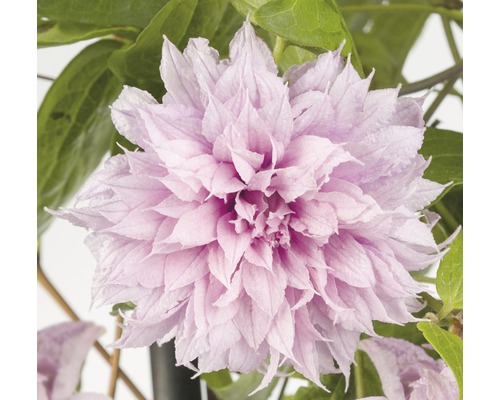 Plamienok veľkokvetý Clematis hybrid 'Multi Pink' V 50-70 cm kvetináč 2,3 l