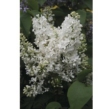 Detail bielych kvetov orgovánu