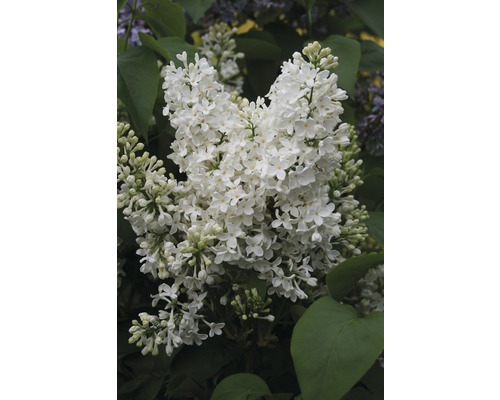 Orgován obecný FloraSelf Syringa vulgaris 'Mme Florent Stepman' výška 60-80 cm kvetináč 10 l