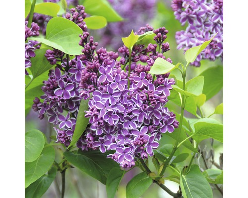 Orgován obyčajný FloraSelf Syringa vulgaris 'Sensation' 60-80 cm kvetináč 10 l