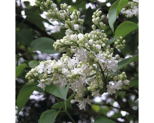 Orgován obyčajný FloraSelf Syringa vulgaris „Mme Lemoine“ 40-60 cm
