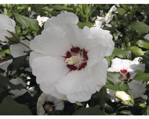 Ibištek sýrsky polokmeň FloraSelf Hibiscus syriacus 'Red Heart' kmeň cca 40 cm celková výška 60-80 cm kvetináč 6 l