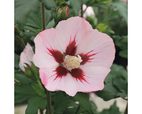 Ibištek sýrsky polokmeň FloraSelf Hibiscus syriacus 'Hamabo' kmeň cca 40 cm celková výška 60-80 cm kvetináč 6 l