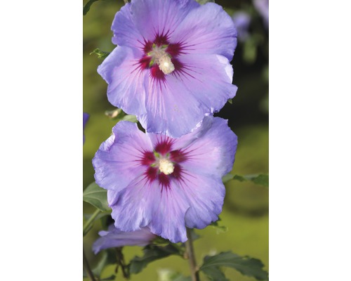 Ibištek sýrsky polokmeň FloraSelf Hibiscus syriacus 'Chiffon' výška 60-80 cm kvetináč 4 l