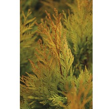 Detail rastliny Thuja