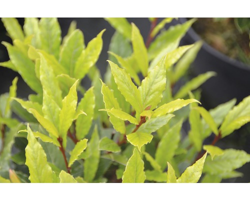 Stálezelený vavrínovec s listami