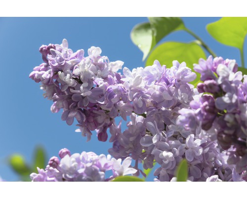 Orgován obyčajný FloraSelf Syringa vulgaris 'Beauty of Moscow' 60-80 cm kvetináč 10 l