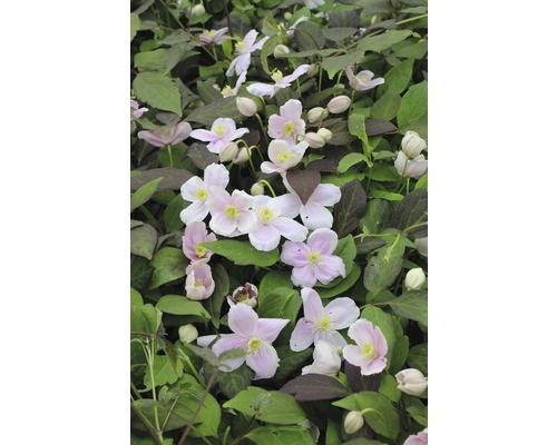 Plamienok horský na špalieri FloraSelf Clematis montana 'Mayleen' cca 60 cm kvetináč 6 l Plamienok horský na špalieri FloraSelf Clematis montana 'Mayleen' cca 60 cm kvetináč 6 l