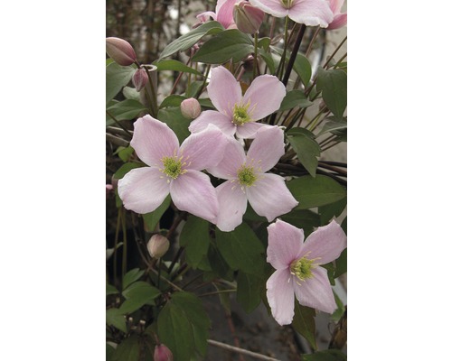 Plamienok horský na špalieri FloraSelf Clematis montana 'Rubens' cca 60 cm kvetináč 6 l