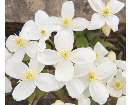 Plamienok horský na špalieri FloraSelf Clematis montana 'Grandiflora' cca 60 cm kvetináč 6 l