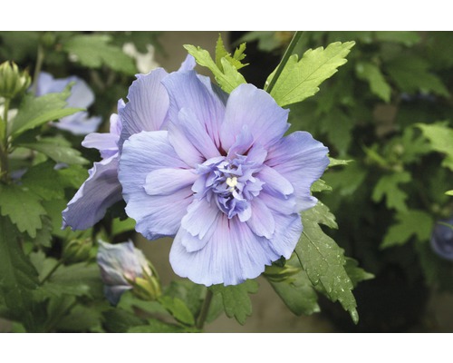 Ibištek sýrsky na kmienku FloraSelf Hibiscus syriacus 'Blue Chiffon' výška kmeňa 50 cm kvetináč 3 l Ibištek sýrsky na kmienku FloraSelf Hibiscus syriacus 'Blue Chiffon' výška kmeňa 50 cm kvetináč 3 l