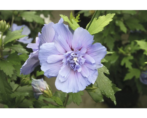 Ibištek sýrsky FloraSelf Hibiscus syriacus 'Blue Chiffon' 50-60 cm kvetináč 4,5 l