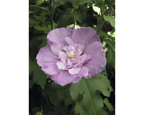 Ibištek syrský FloraSelf Hibiscus syriacus 'Lavender Chiffon' ® 50-60 cm kvetináč 4,5 l Detailný záber jedného kvetu ibišteka v záhrade