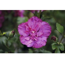 Ibištek sýrsky FloraSelf Hibiscus syriacus 'Magenta Chiffon' 50-60 cm kvetináč 4,5 l