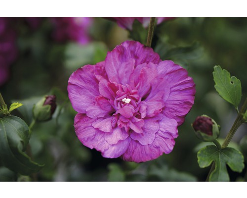 Ibištek sýrsky FloraSelf Hibiscus syriacus 'Magenta Chiffon' 50-60 cm kvetináč 4,5 l Detailný záber na ružový kvet ibišteka