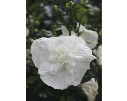 Ibištek sýrsky FloraSelf Hibiscus syriacus 'White Chiffon' 50-60 cm kvetináč 4,5 l