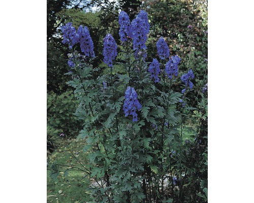 Záhradná scéna s kvitnúcim prilbicou