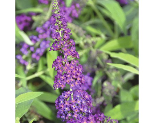 Motýlí ker, budleja Davidova FloraSelf Buddleja davidii POQUITO® 'Magenta Munchkin' výška cca 40 cm kvetináč 4,5 l