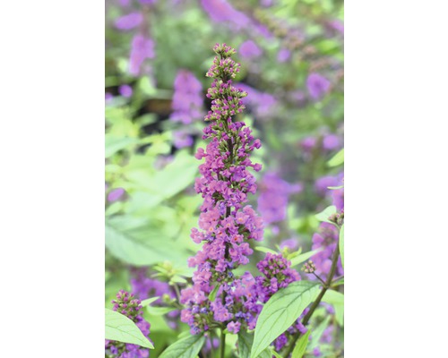 Motýlí ker, budleja Davidova FloraSelf Buddleja davidii POQUITO ®'Orchid Annie' výška cca 40 cm kvetináč 4,5 l