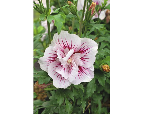 Ibištek sýrsky FloraSelf Hibiscus syriacus 'Starburst Chiffon' 50-60 cm kvetináč 4,5 l