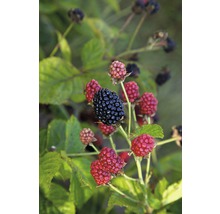 Ostružiny na ostružinovom kríku