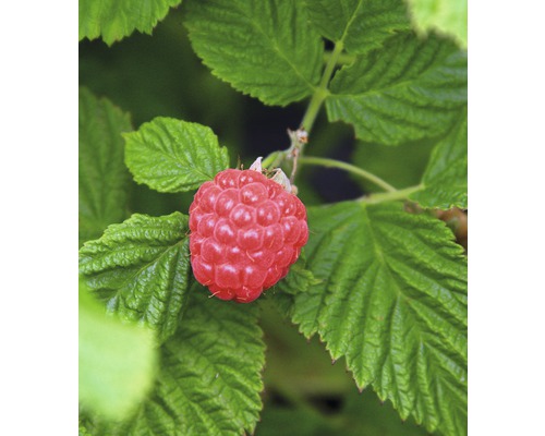 Malina beztŕňová BrazelBerry ® 'Raspberry Shortcake' ® 25-30 cm kvetináč 4,5 l