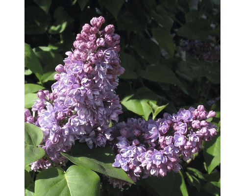 Orgován obyčajný FloraSelf Syringa vulgaris 'Mrs Edward Harding' 40-60 cm kvetináč 3 l